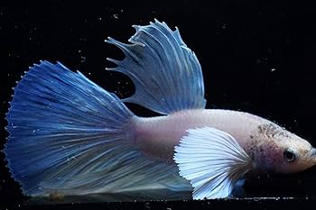 Amazon | Sinbad (シンドバッド) (熱帯魚) 色お任せ ベタ ダンボ